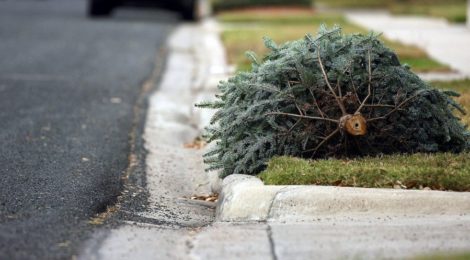 Curbside Christmas Tree Pickup & Removal